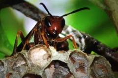 Wasps building a nest