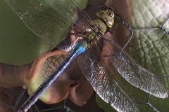 2016-10-07_16-45-31_iPhone_0201