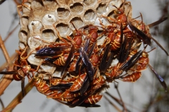 2016-11-14_07-25-07_Dogwalk