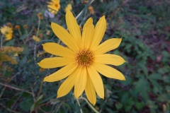 2016-11-14_07-41-43_Dogwalk