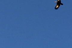 2016-11-19_22-44-46_iPhone_1324