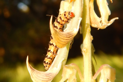 2016-11-24_07-34-31_caterpillar