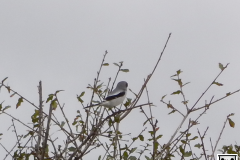 2016-11-28_13-55-50_shrike