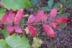 2016-12-02_07-12-18_Dogwalk
