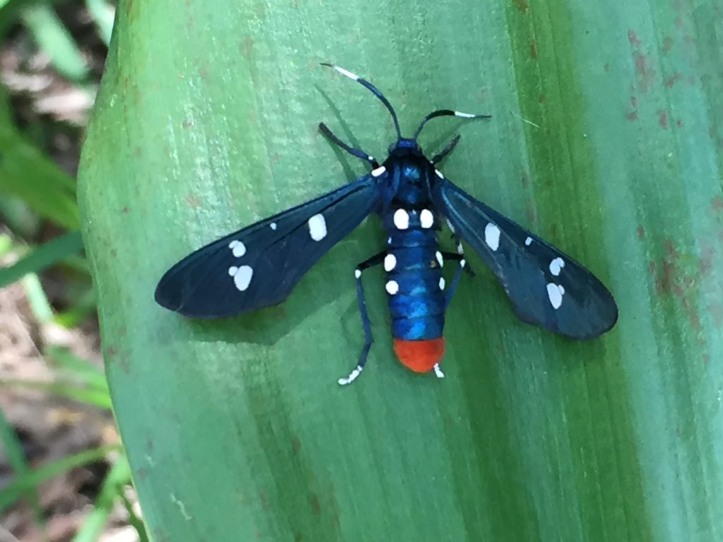 2016-09-10_13-27-15_moth_9325