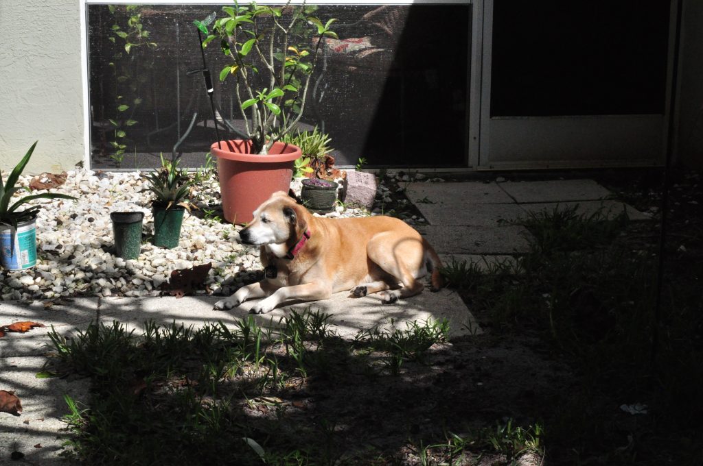 2016-09-11_11-16-19Backyard_tests