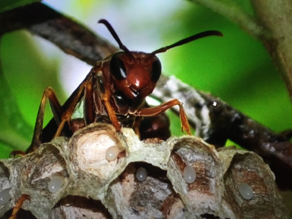 2016-09-11_19-32-47_beehive_9341