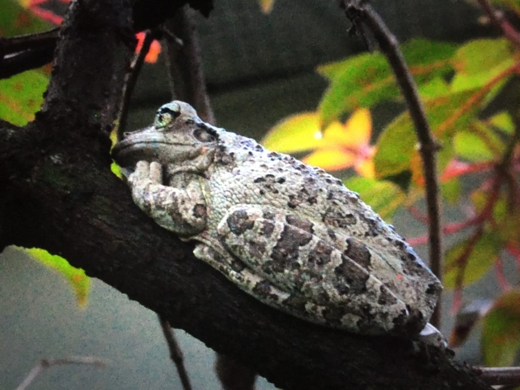2016-09-11_20-47-19_frog_9342