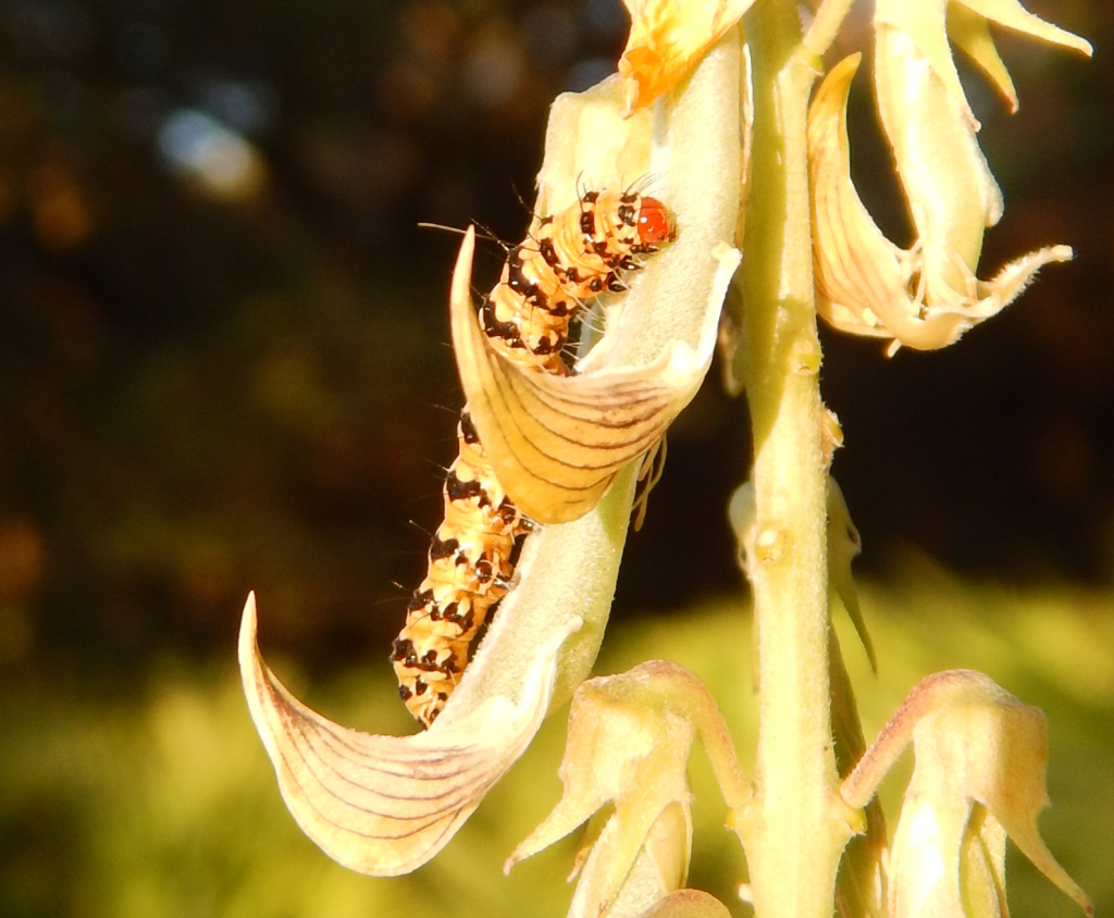 2016-11-24_07-34-31_caterpillar