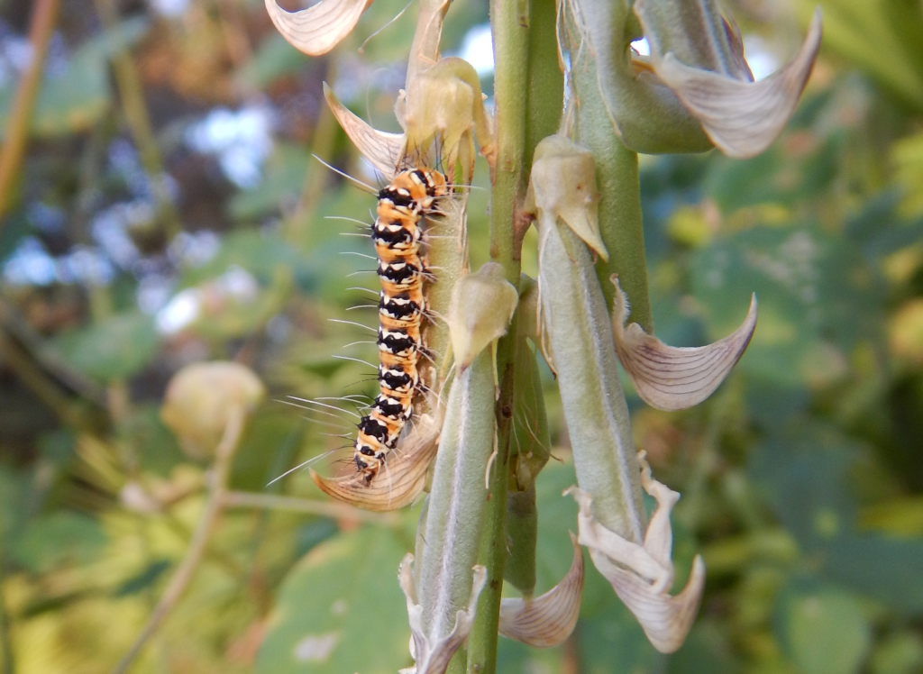 2016-11-24_07-36-32_caterpillar