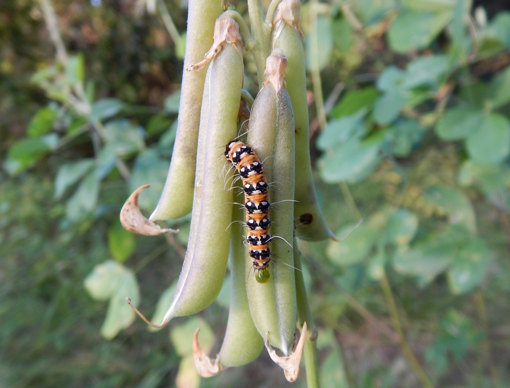 2016-11-24_07-37-12_caterpillar