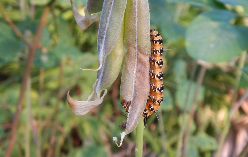 2016-11-24_07-37-38_caterpillar