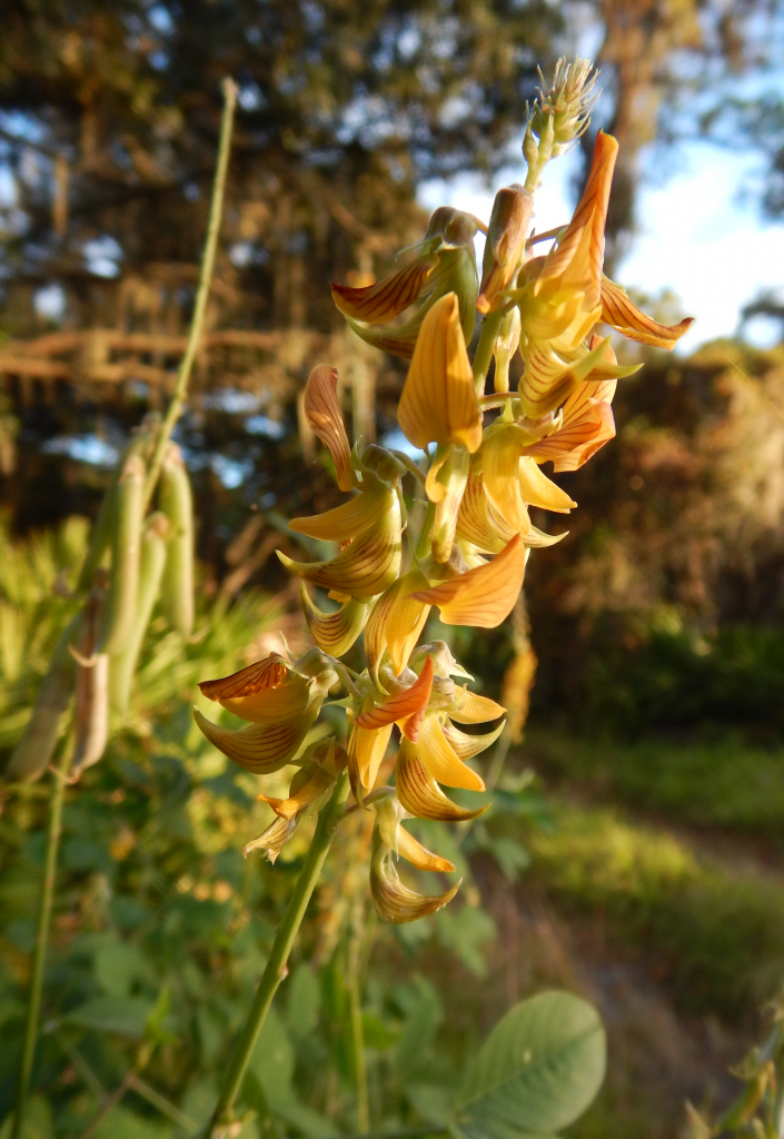 2016-11-24_07-38-41_flower