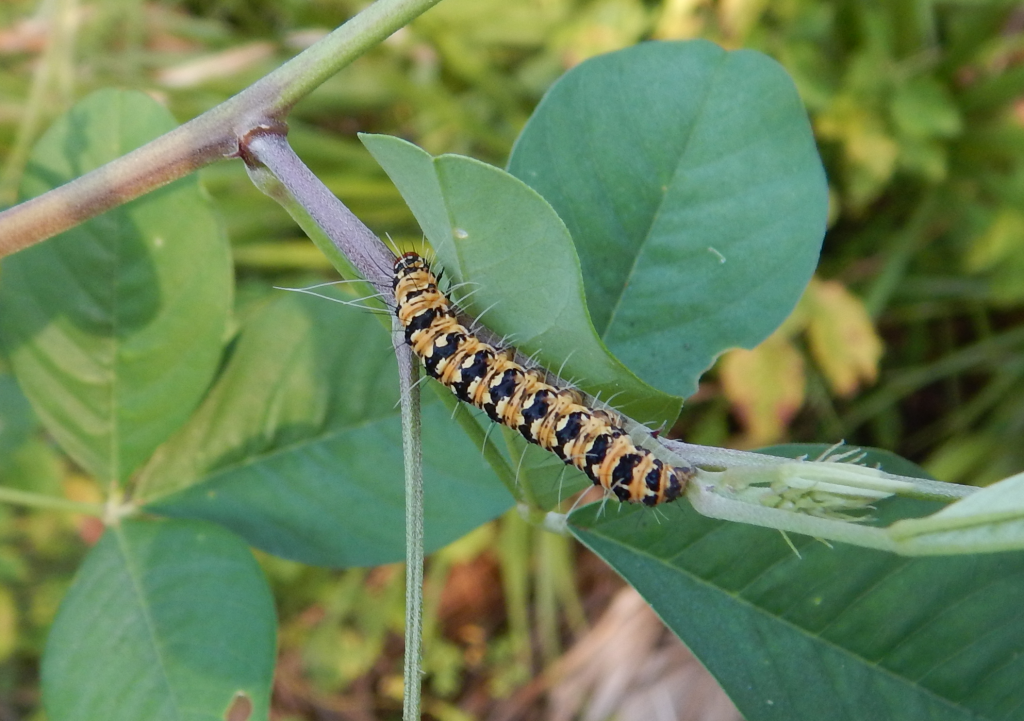 2016-11-24_07-40-09_caterpillar