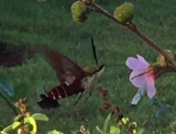 hummingbird moth