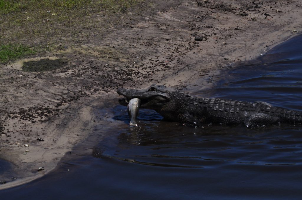 Alligator with a fish in its mouth at Myakka State Park, Manatee County, Florida